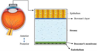 Application of Collagen I and IV in Bioengineering Transparent Ocular Tissues